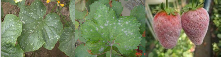 Tingsun-Fungicide for Powdery Mildew