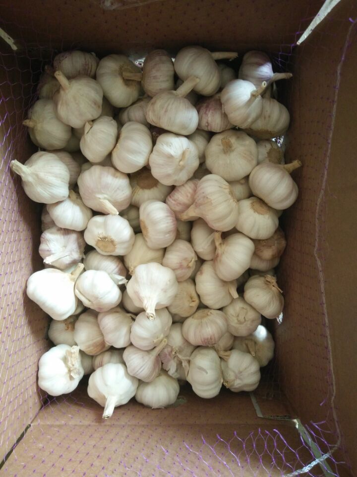 New Season Fresh Garlic (4.5CM, 5.0CM, 5.5CM, 6.0CM)