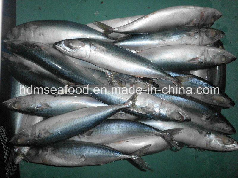 W/R Fresh Frozen Seafood Mackerel Fish