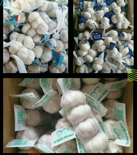 High Quality Bulk Garlic Hot Sales