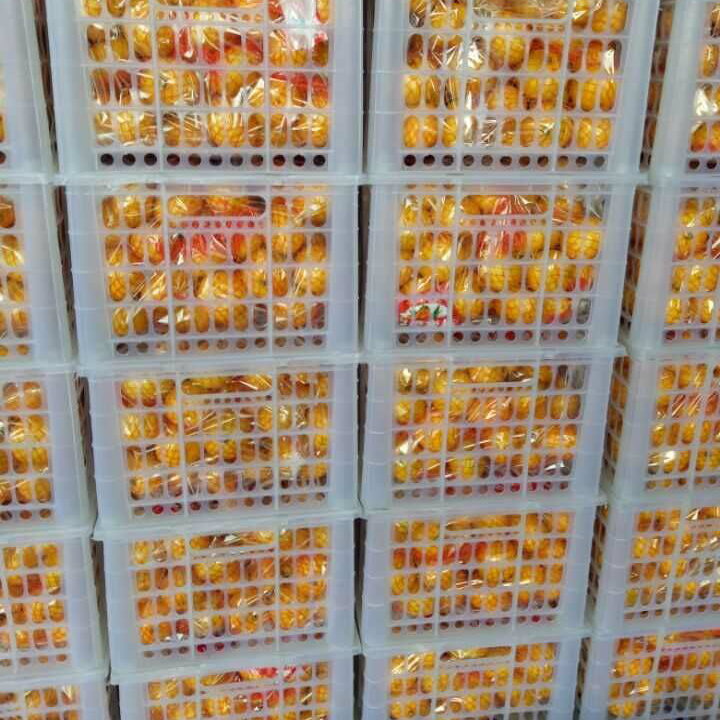 Top Quality of Fresh Honey Baby Mandarin