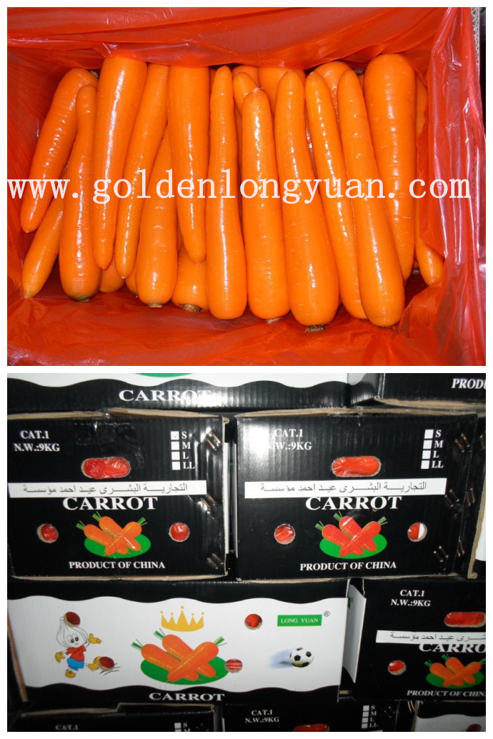 New Crop Fresh Carrot 10kg Carton