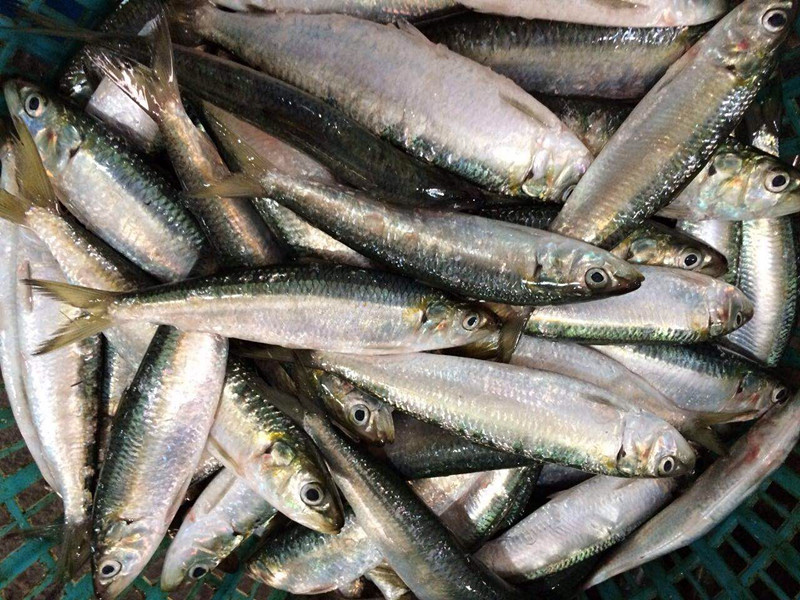 Fresh Frozen Seafood Sardine Fish for Canned