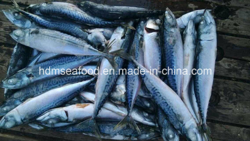 New Fresh Fish Seafrozen Mackerel