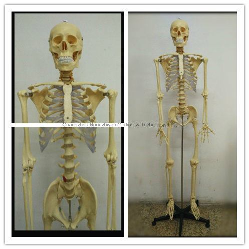 170cm Plastic Human Skeleton Model (Transparent thoracic) Biological Model Supplier