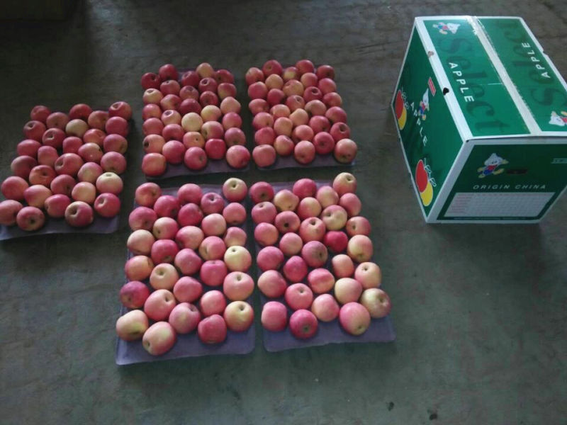 2016 New Crop Fresh Red FUJI Apple