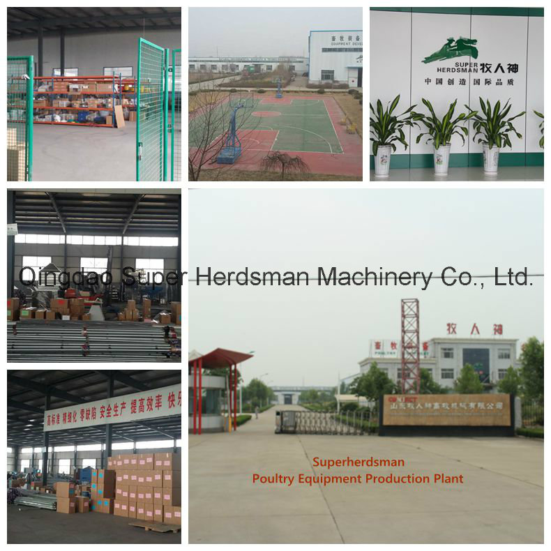 Automatic Breeder Raising Equipment for Poultry Farming House