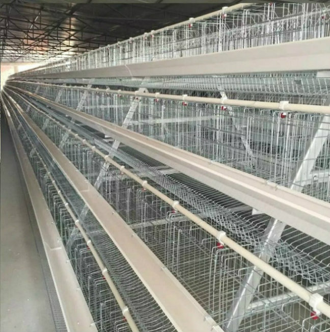 A Frame Battery Cage for Layer Farm