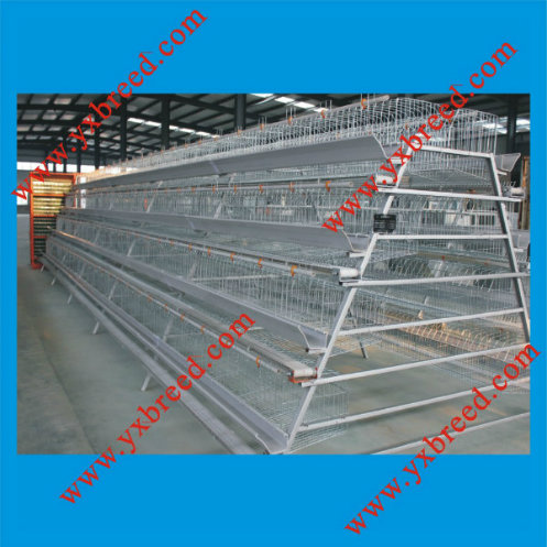 Four Tiers Full Automatic Layer Cage