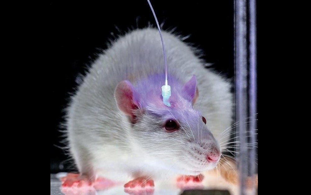 laser for optogenetics