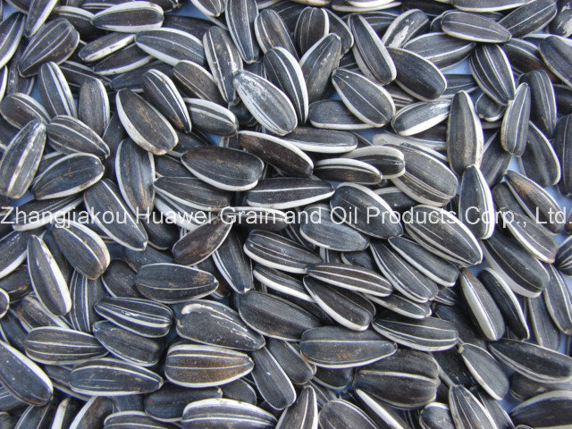 Sunflower Seeds