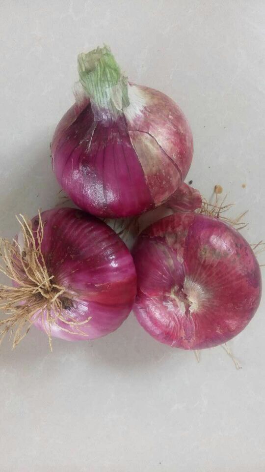 New Crop Fresh Red Onion (5-7cm)