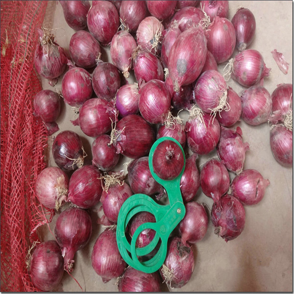 Fresh Onion Wholesale /Fresh Vegetables From China