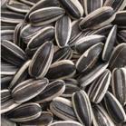 New Crop High Quality Sunflower Seeds