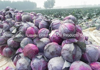 Purple Cabbage