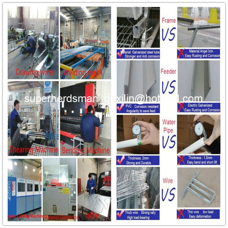 Battery Type Layer Cages with Automatic Equipments