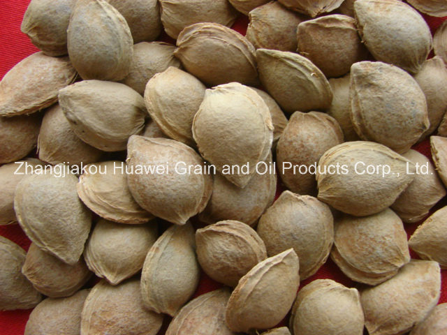 Sweet Almond in Shell (youyi 18-20mm)