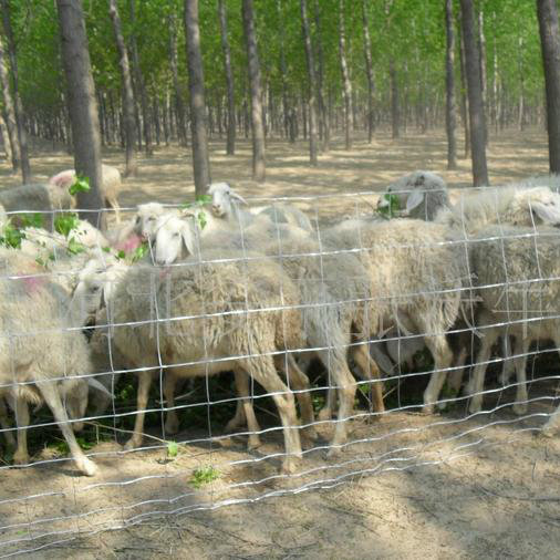 Factory Wholesale Galvanized Cattle Fence / Grassland Fence / Deer / Horse / Sheep