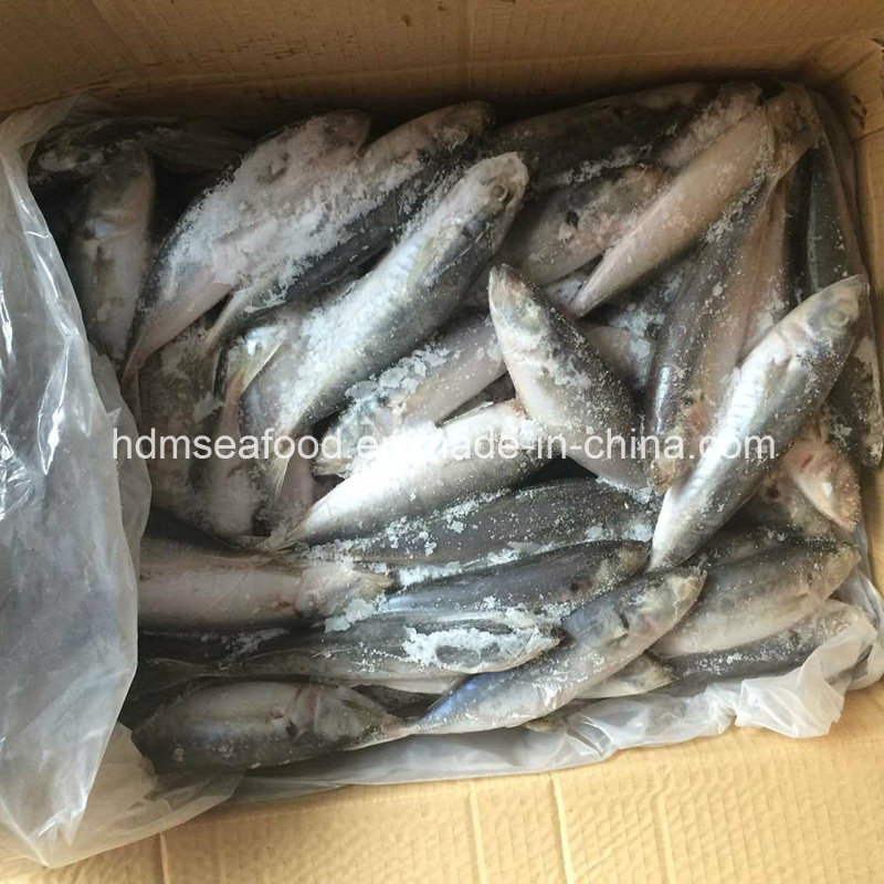 Supply Aquatic Product Frozen Horse Mackerel Fish