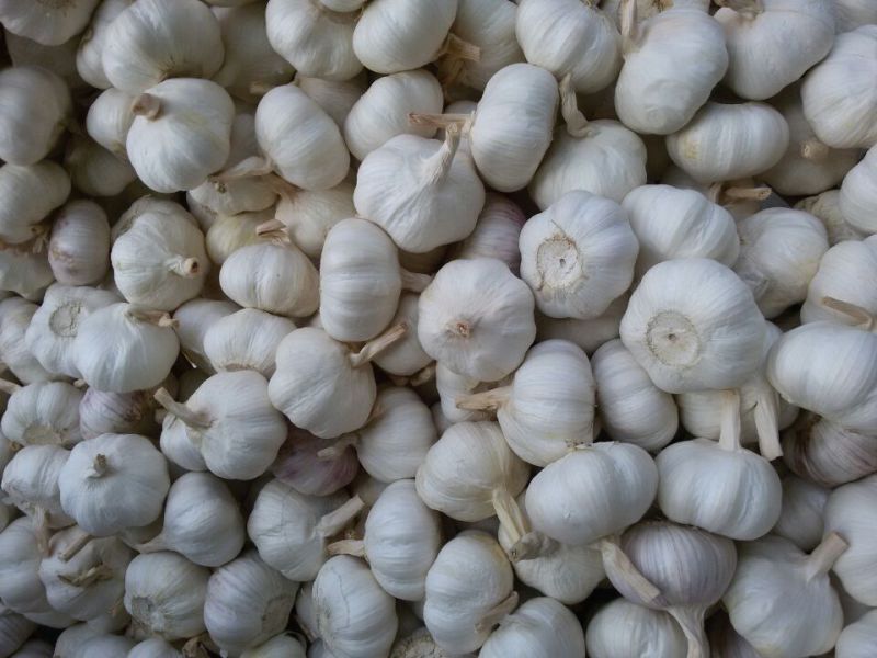 Carton Packing Pure White Garlic (5.5cm and up)