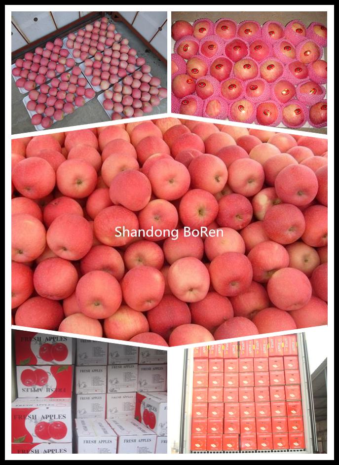 2015 Fresh Red FUJI Apple