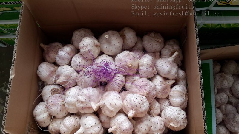 High Quality Normal White Garlic