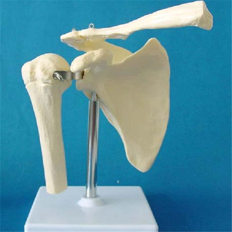 Human Shoulder Joint Skeleton Anatomical Model (R020921)