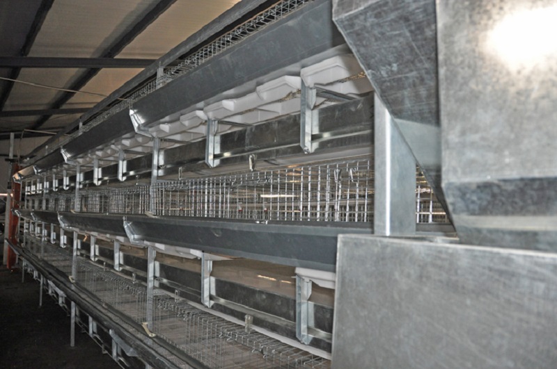 Broiler Battery Chicken Cage System