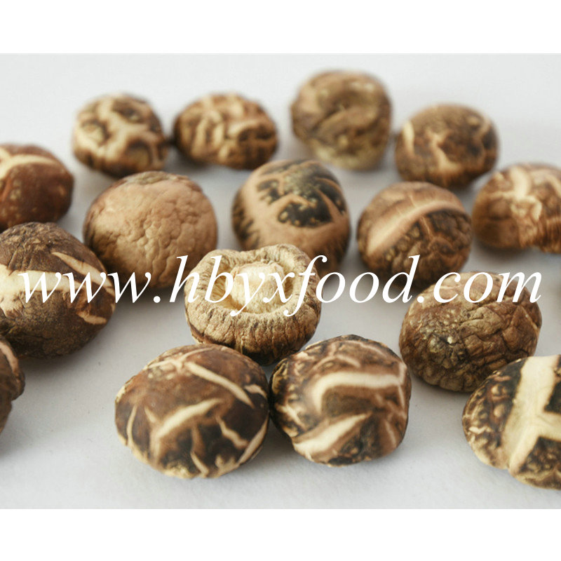 Thick Tea Flower Shiitake Mushroom From China