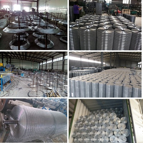 Welded Wire Mesh in Roll Used for Construction