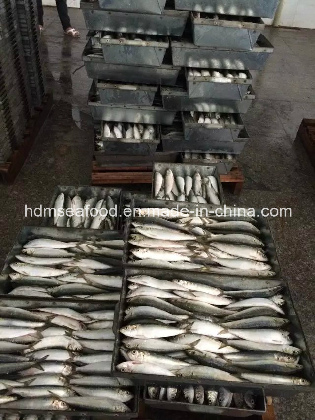 New Land Frozen Seafood Sardine Fish