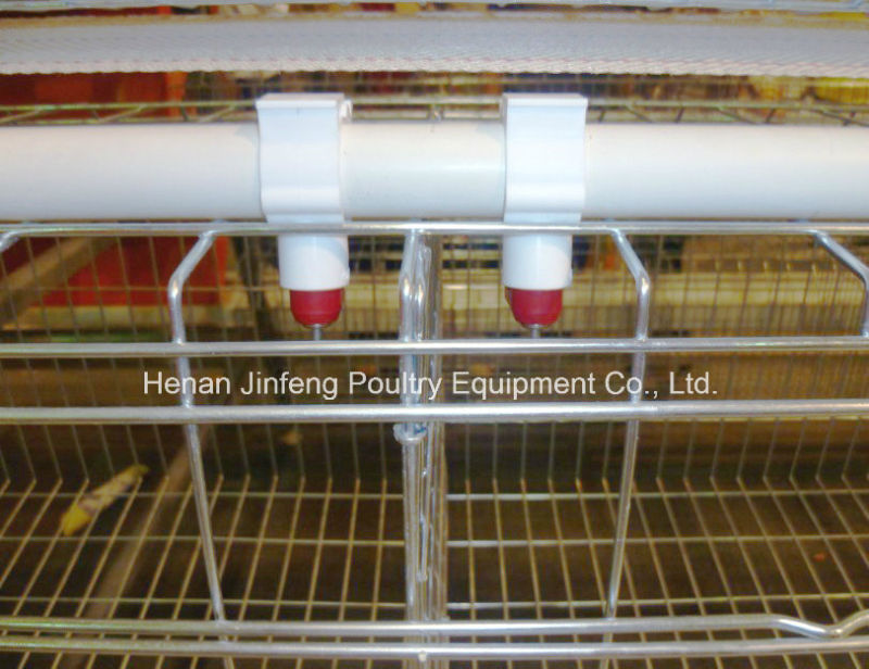 Poultry Equipment Cage with Low Price