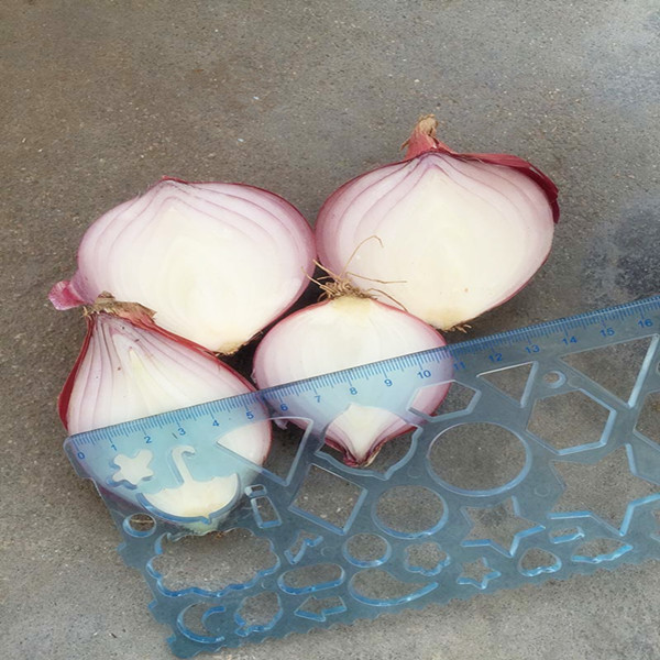 Supply The Fresh Red Onion with Lowest Price in Good Quality