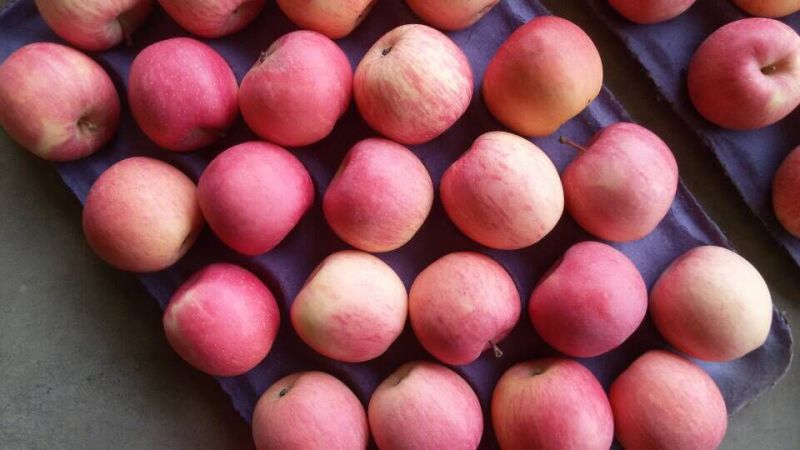 Experienced Supplier of Red Fresh FUJI Apple Counts 100-113-125