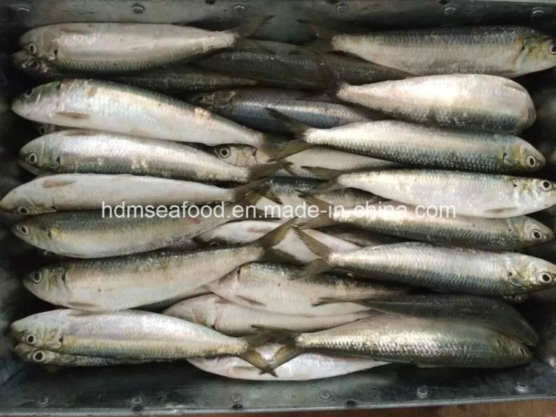 Frozen Sardinella Fish (Sardinella Longiceps) Wr for Bait