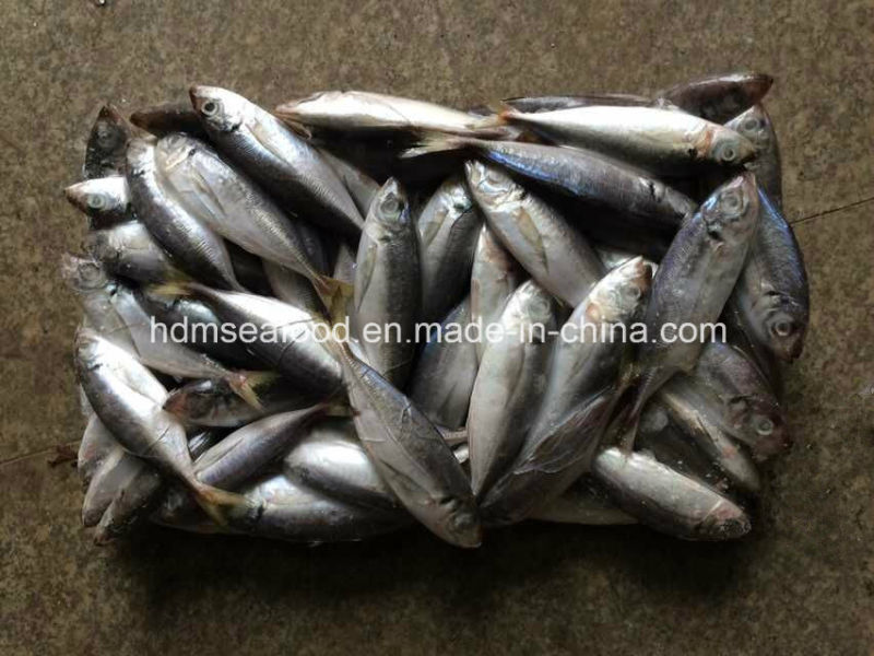 14-18PCS/Kg Frozen Horse Mackerel