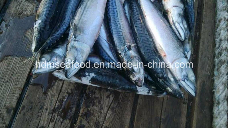 New Fresh Fish Seafrozen Mackerel