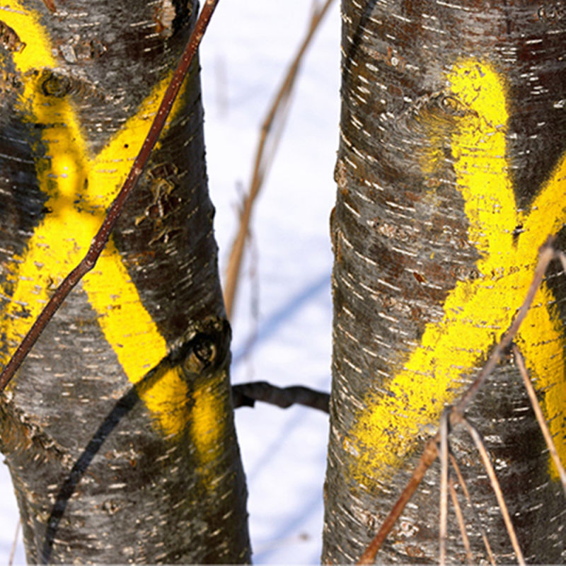 Tree Marker Spray Paint Wood Marker, Fluorescence Marking Spray Paint