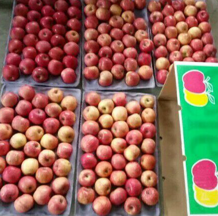 Good Quality of Fresh Apple Strip Red Color