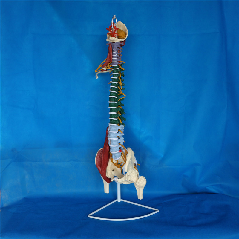 Human Spinal Vertebra Skeleton Model for Medical Teaching (R020706)