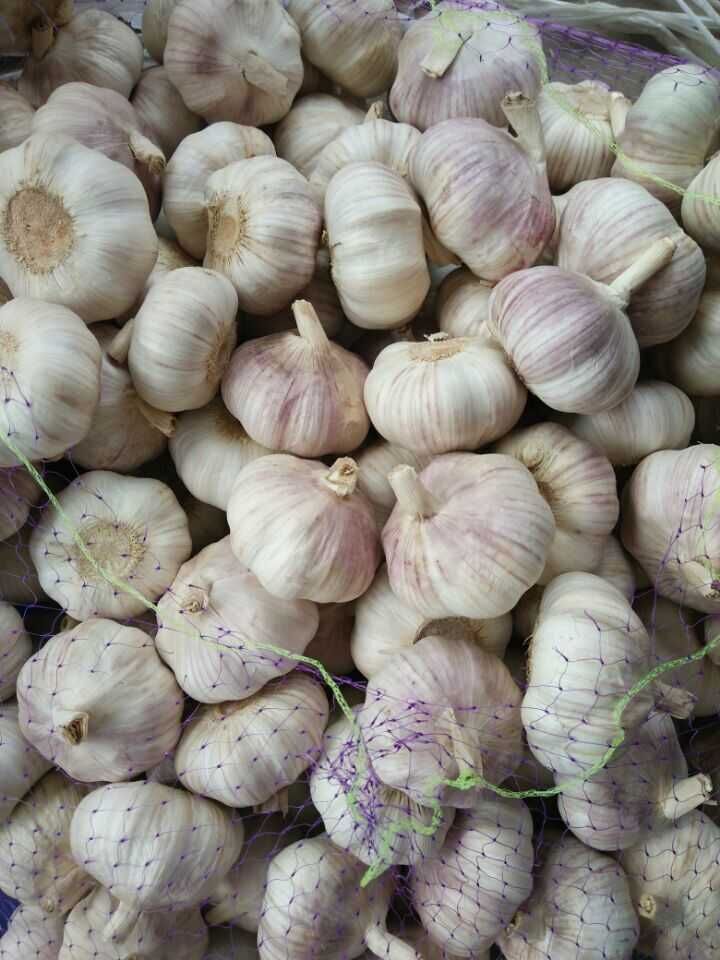 New Crop Jinxiang White Garlic (4.5cm, 5.0cm, 5.5cm, 6.0cm)