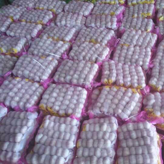 2016 New Crop Fresh Normal White Garlic