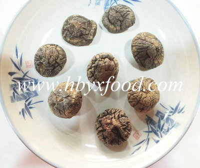 Dried Smooth Shiitake Mushroom with All Size From Biggest Mushroom Base