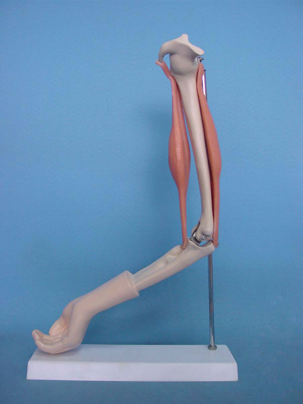 Medical Care Nursing Injection Practice Human Arm Model (R020916)