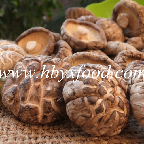 Dried Tea Flower Imitation Wood Mushroom