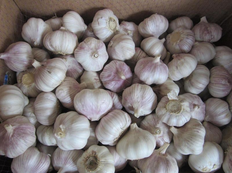 2016 New Season Fresh White Garlic