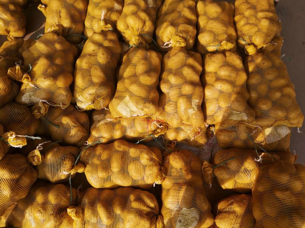 Fresh China Yellow Holland Potato