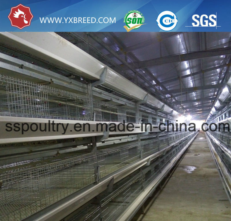 Poultry Hen Cage for Hot Sale