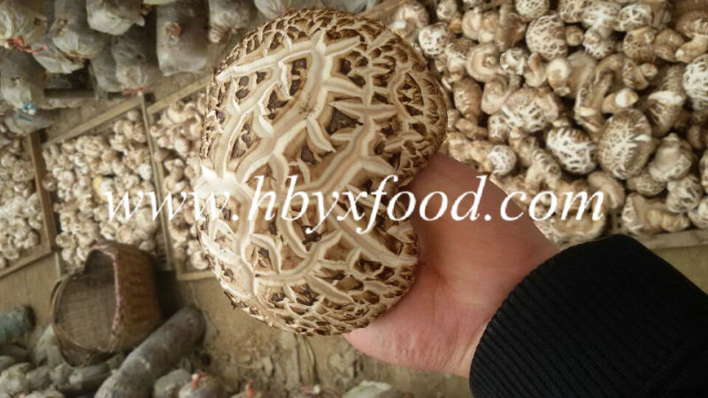 Dried Thick White Flower Shiitake Mushroom