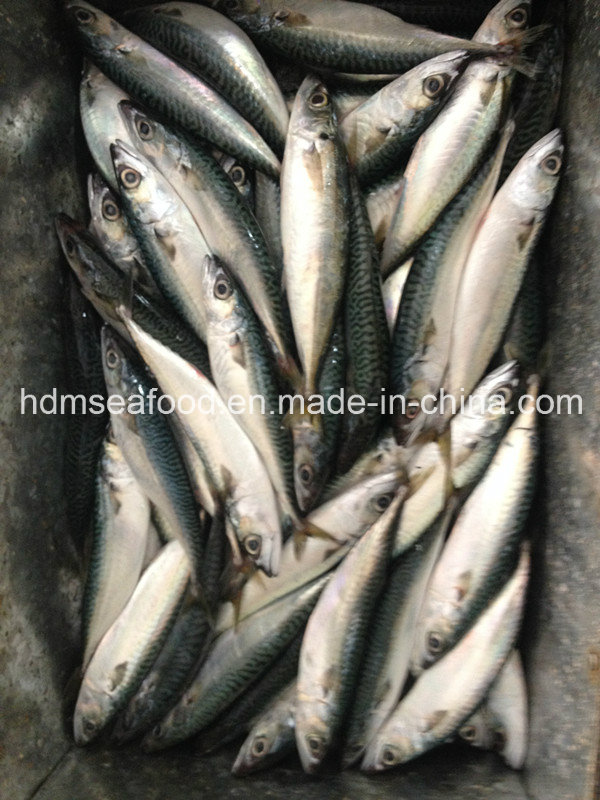 Fresh Frozen Seafood Mackerel Fish